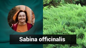 Разбор препарата САБИНА ОФФИЦИНАЛИС SABINA OFFICINALIS | Гомеопатия и Здоровье