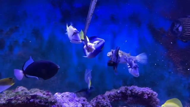 Даём замороженный фарш из морского коктейля смотреть онлайн