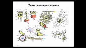 Нервная ткань.