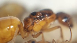 Разница между CAMPONOTUS TURKESTANUS и CAMPONOTUS FEDTSCHENKOI