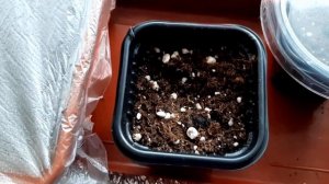 Пеннисетум лисохвостовый.  Выращиваем из семян через рассаду