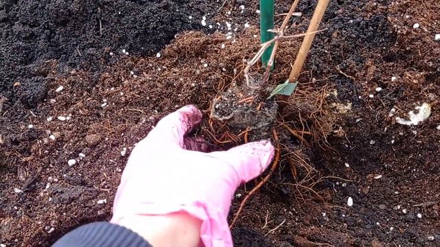 #клематис КЛЕМАТИСЫ ОСЕННЯЯ ПОСАДКА #клематисы #сад #посадка #многолетниецветы #вьющиесяцветы #крас