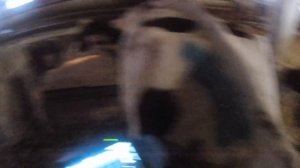 ОПРЕДЕЛЯЕМ СТЕЛЬНОСТЬ У КОРОВ БЕЗ ВЕТЕРИНАРА