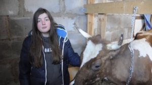 Запуск коровы. Чем кормить корову?