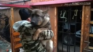 2.о волкособе.. Волкособ Эльза-Вервольф