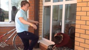 Как правильно вырубать животных с одного удара.