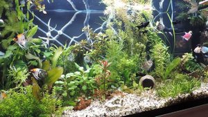 Аквариум 200 литров перенаселение или нет?