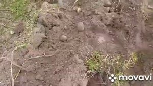 Картофелекопалка веерная.