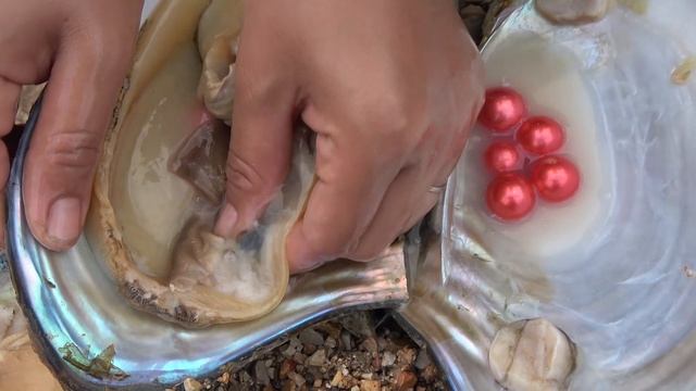 Shining pearls, giant river clams, girl looking for treasure in the lake смотреть онлайн