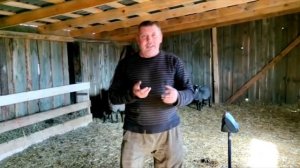 Разведение овец в домашних условиях: взвесил маленьких ягнят и АЮНУ. "Мое Подворье"