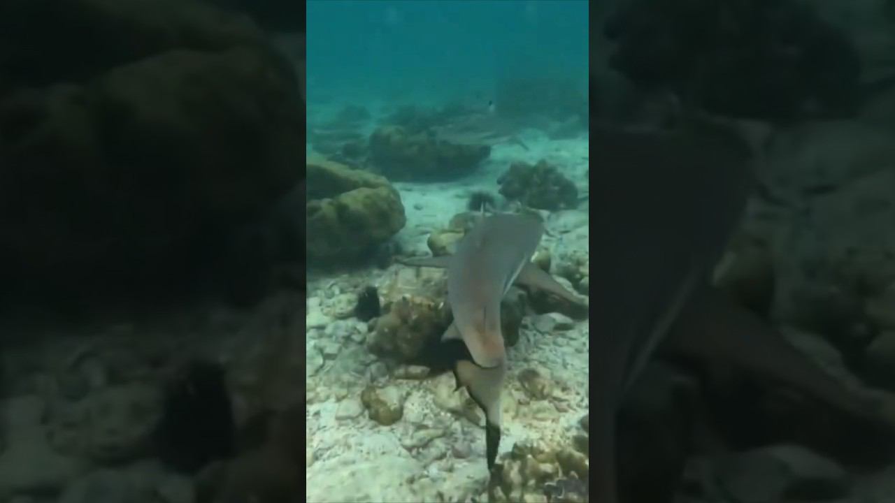 А вы плавали так близко с акулами?  #shorts #phiphi #thailand