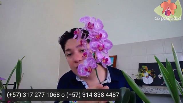 Consejos útiles y prácticos- ORQUÍDEAS de todos los colores y tamaños Parte 1- Corporquídea смотреть онлайн