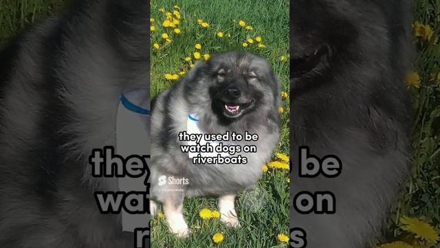 Keeshond the outgoing pup #dogs #keeshond