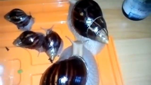 Улитки. УХОД ЗА РАКУШКОЙ.