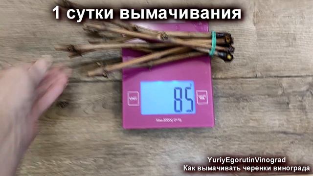 🍇 Ты точно делаешь ЭТО НЕПРАВИЛЬНО! Как ПРАВИЛЬНО ВЫМАЧИВАТЬ ЧЕРЕНКИ ВИНОГРАДА перед укоренением. смотреть онлайн