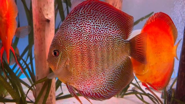 Sparkling spotted eruption Asian discus chens discus смотреть онлайн