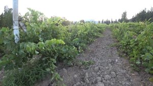 Виноградник. "Массандра" Крым. Алушта.