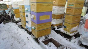 декабрь на пасеке   температура на дне улья при открытой сетке и закрытой, на улице минус 9