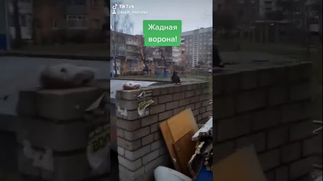 Ворона и голубь делят хлеб смотреть онлайн