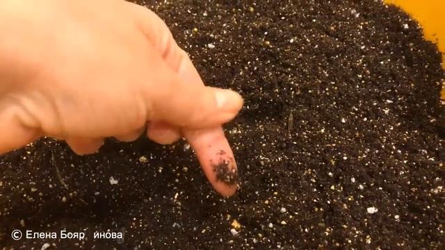 Драцена 08.12.18 Пересадка драцены из магазина