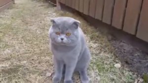 Кот ругается матом на хозяйку
(по кошачьи)