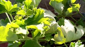 My ivy Geranium plant Care Tips soil Media Urdu Hindi Video/ multi purpose channel