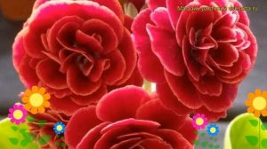 Примула ушковая Пегасус. Краткий обзор, описание характеристик primula auricula Pegasus