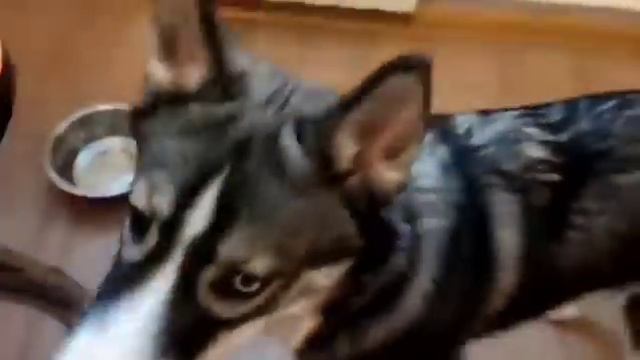 Умиротворяющее видео :"Вылизываю миску и сладко сплю после обеда!" смотреть онлайн