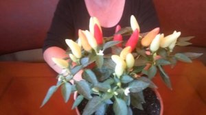 Перец острый " Маленькое чудо "