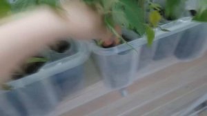 ПИКИРОВКА РАССАДЫ В МЕШОЧКИ/ РАЗЛАГАЕМЫЕ МЕШКИ ДЛЯ РАССАДЫ/ПИКИРУЕМ РАССАДУ ТОМАТОВ