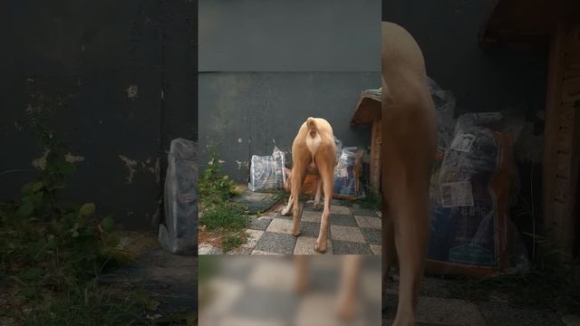 Türkiye'deki Tek ALTIN RENKLİ ALBİNO DOBERMAN - #doberman #albino #shorts