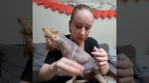 Установка датчика Free Style Libre 2 собаке