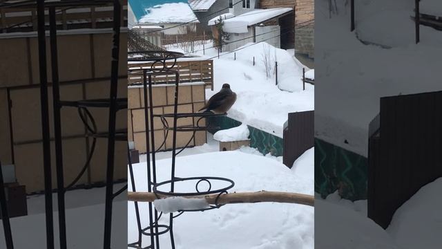 Птица дубонос #Shorts #Grosbeak #hawfinch смотреть онлайн