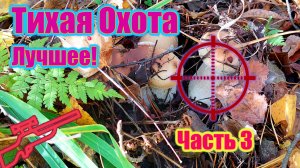 ЛЕГЕНДАРНЫЕ ГРИБЫ ПОДМОСКОВНОГО ЛЕСА