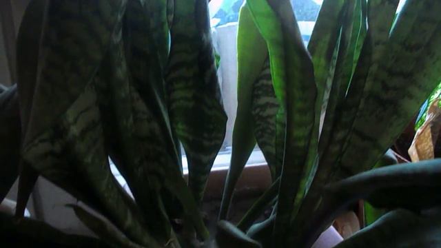 комнатные растения смотреть онлайн