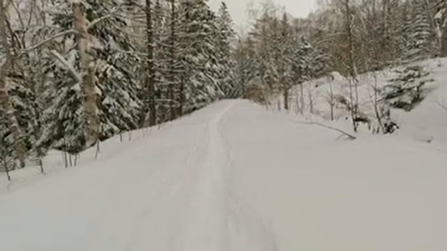 Прогулка по зимнему лесу во время снегопада / Звуки природы, хруст снега под ногами / АСМР смотреть онлайн