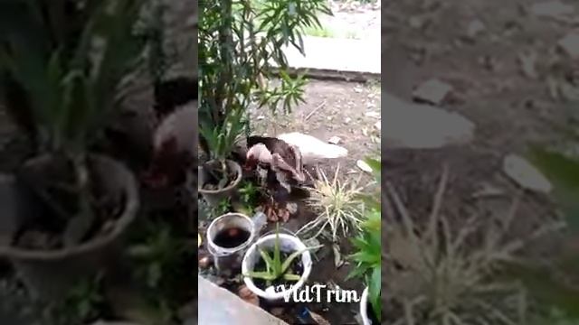 [PARAH] PEMERKOSAAN terhadap unggas tetangga смотреть онлайн