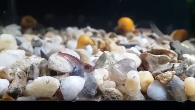 Аквариум 15 литров с мальками гуппи, креветки и ампулярия смотреть онлайн