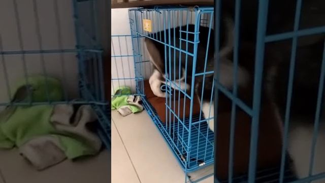 Глупый пёсель #shorts смотреть онлайн