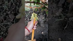 виноград ХУСАЙНЕ КЕЛІН БАРМАК