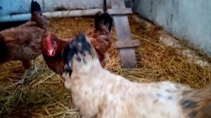 Самые красивые яйца у кур породы МАРАН!!! Утренний сбор яйца!!! 👍👍👍