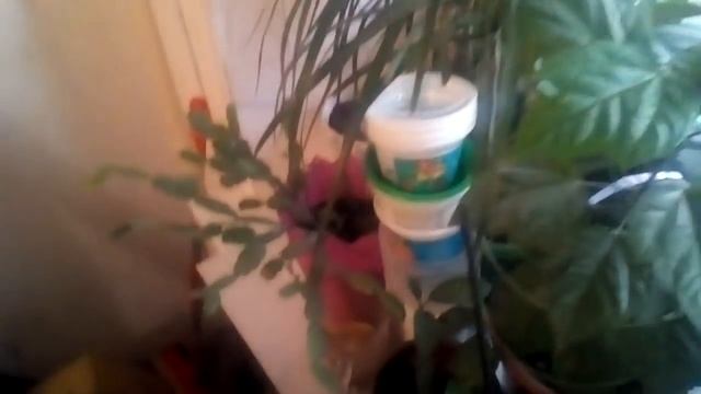 Результат полива чесноком комнатных растений