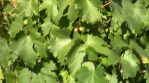 @Виноград Легенда Аксая – розовый виноград