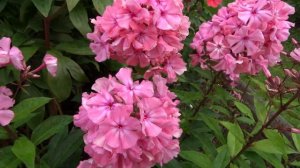 Флокс метельчатый ‘Москвичка’ (Phlox paniculata ‘Moskvichka’)- автор неизвестен