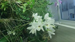Laelia rubescens v.semi-alba