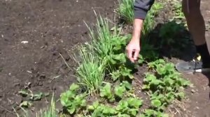 Земклуника. Уход, укрытие на зиму. Совместные посадки с чесноком. Урожайность.  Шафиров Сергей