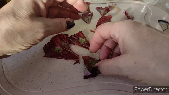 Недостаток укоренения в кокосе, фрагментируем вместе бегонию??? смотреть онлайн