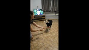 Мой бордер-колли в 4 месяца