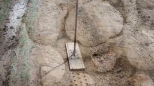 Посадка Чеснока осенью под зиму как бизнес идея