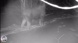 Лосинная тропа. Что кушают лоси зимой в лесу. Съёмка на фотоловушку